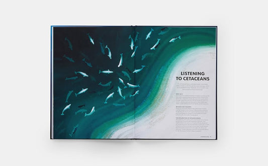 Mysteries of Marine Mammals