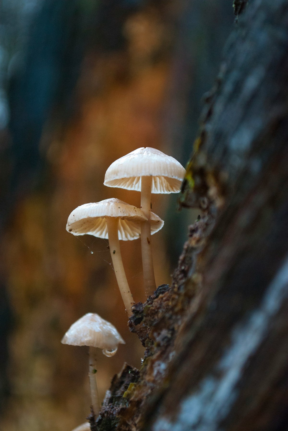 The Mycology Collection