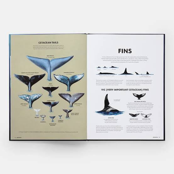 Mysteries of Marine Mammals